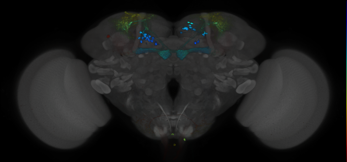 JRC_MB213B_Brain_2014_20121212_32_B3_20x