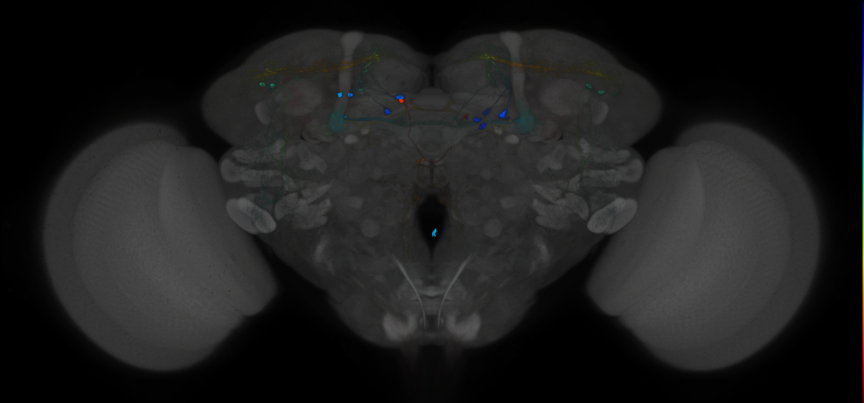 JRC_MB299B_Brain_2014_20121212_32_D2_20x