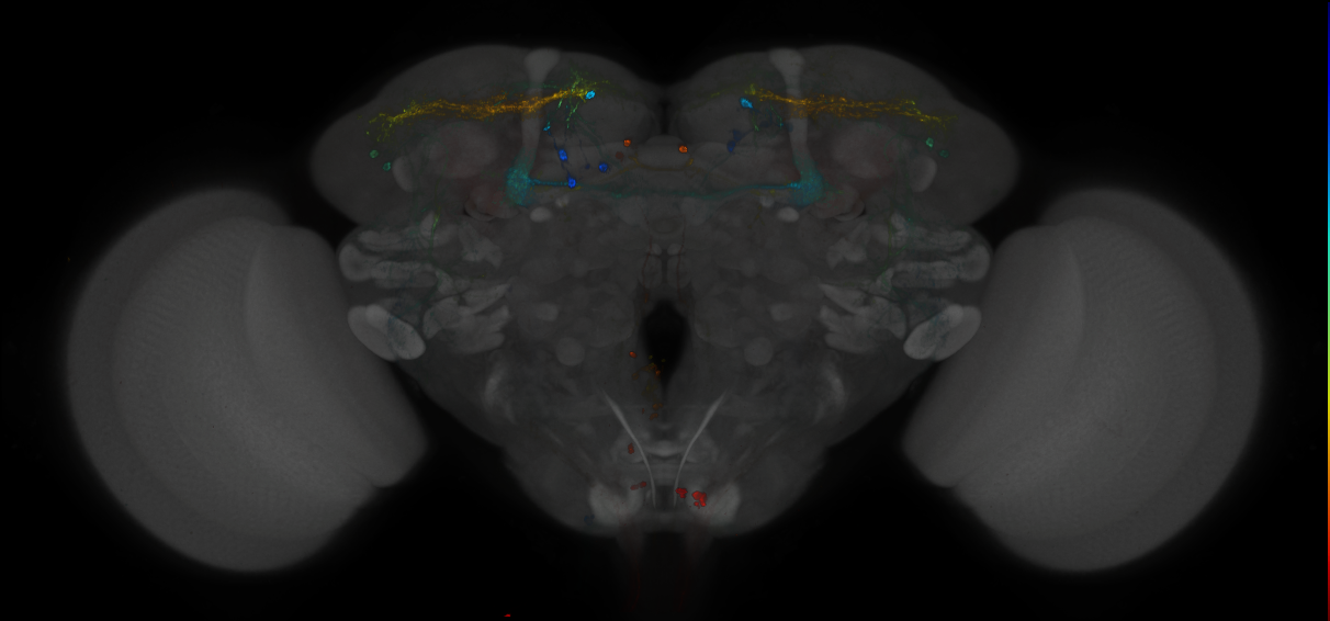 JRC_MB299B_Brain_2014_20121212_32_D4_20x