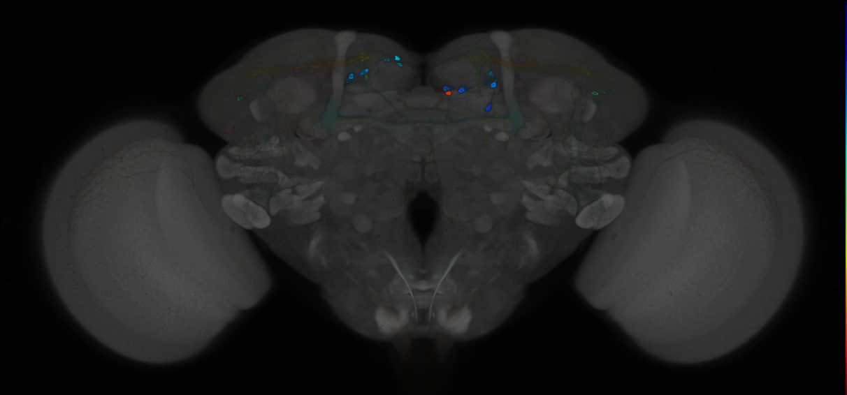 JRC_MB299B_Brain_2014_20121212_32_D6_20x