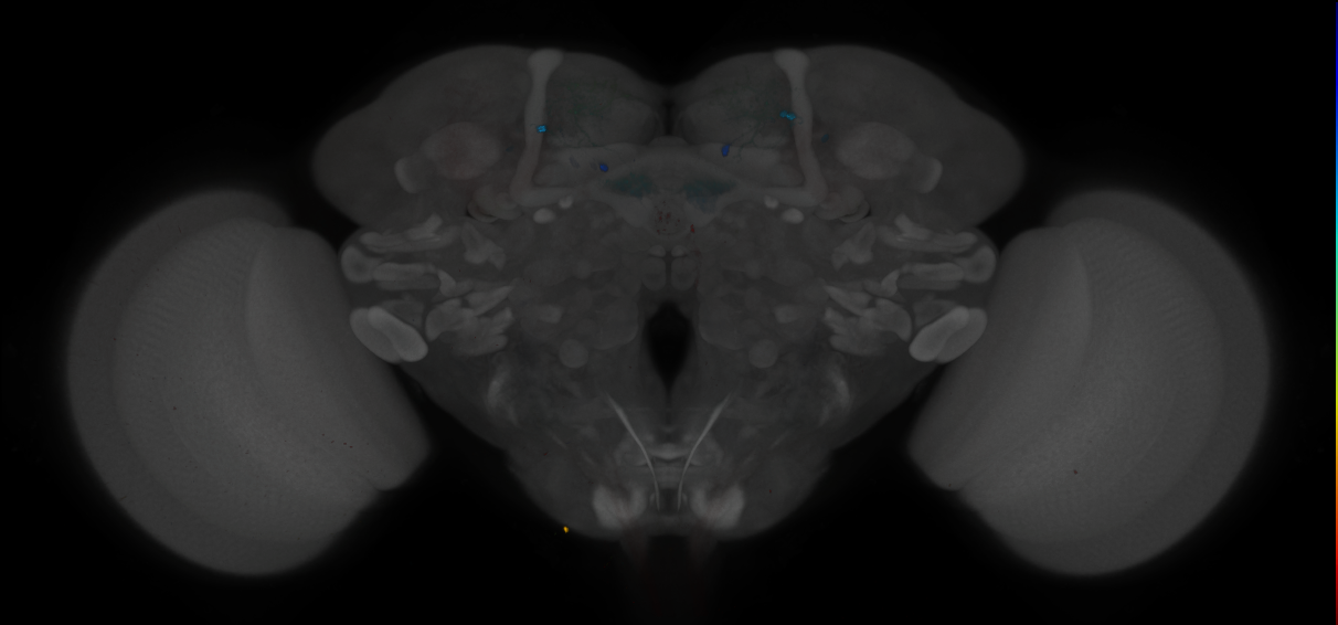 JRC_MB087C_Brain_2014_20121212_32_G2_20x
