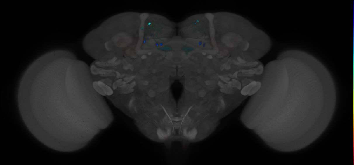 JRC_MB109B_Brain_2014_20121212_32_I1_20x