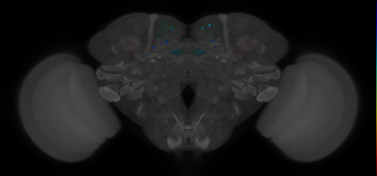 JRC_MB109B_Brain_2014_20121212_32_I2_20x