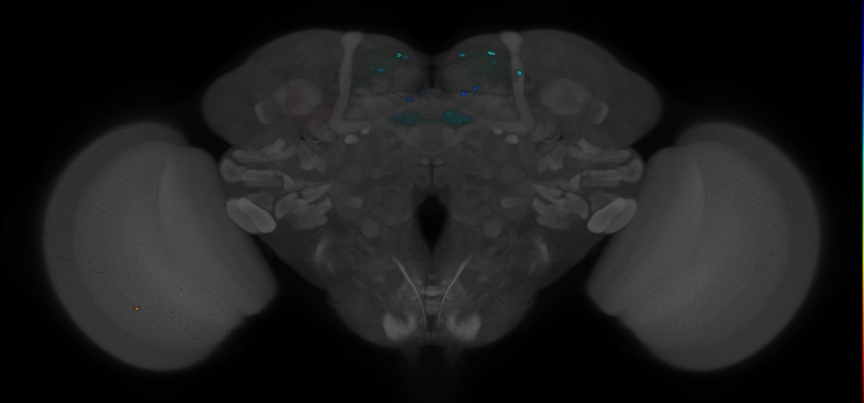 JRC_MB109B_Brain_2014_20121212_32_I3_20x