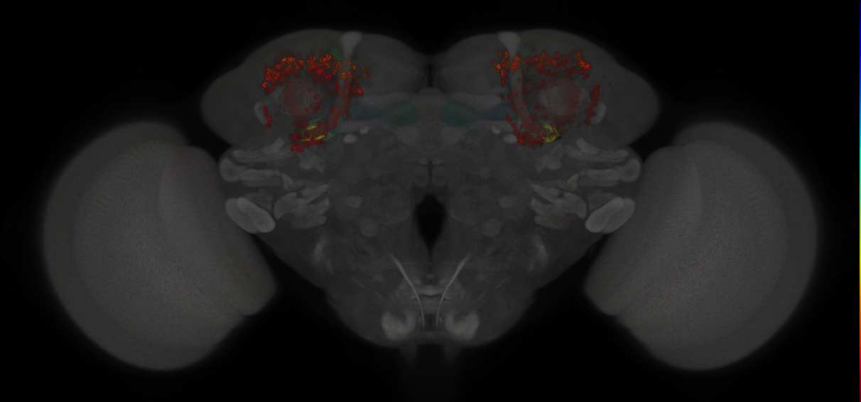 JRC_MB461B_Brain_2014_20121213_32_C4_20x