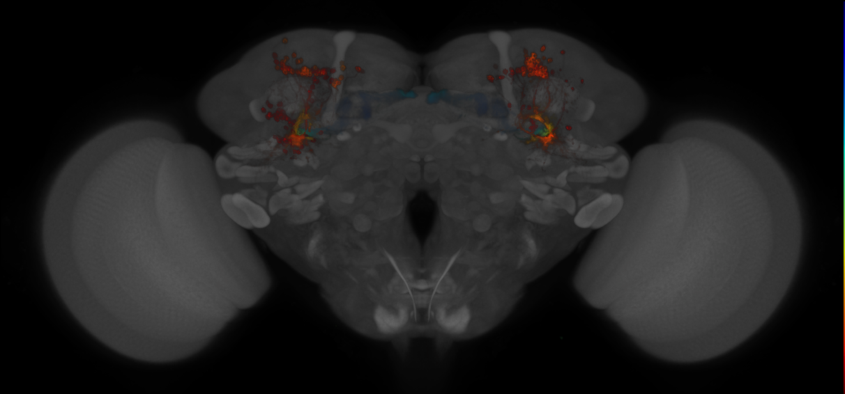 JRC_MB607B_Brain_2014_20130208_32_B3_20x