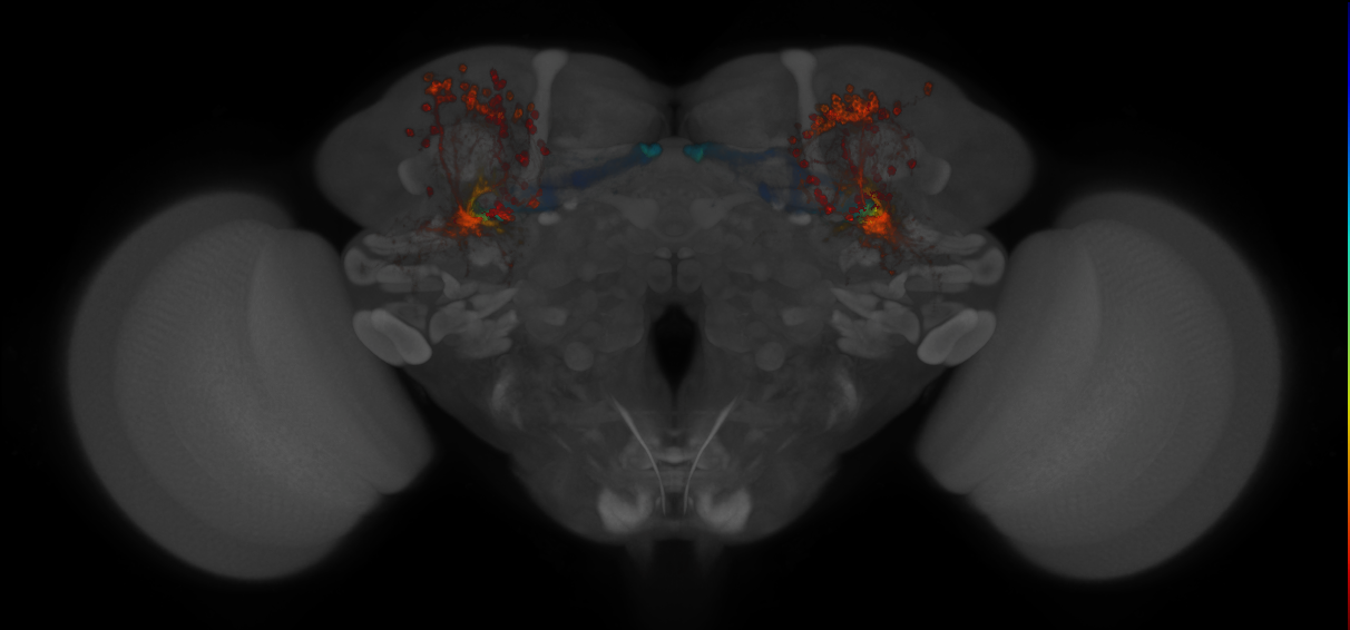 JRC_MB607B_Brain_2014_20130208_32_B4_20x