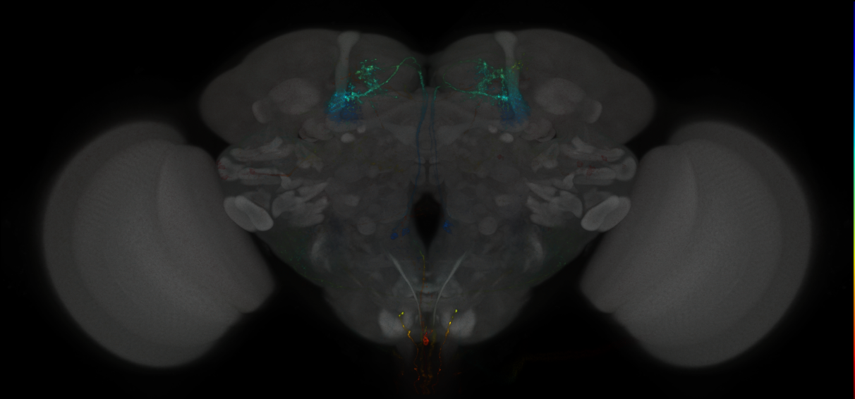JRC_MB051B_Brain_2014_20121029_33_B1_20x