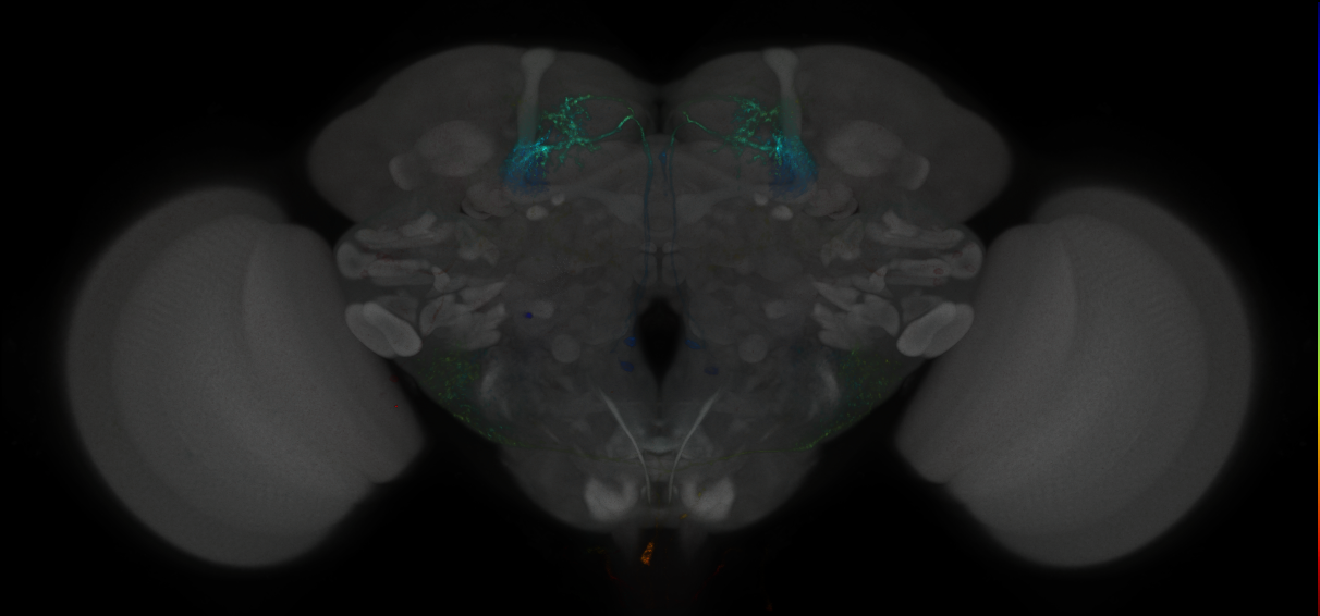 JRC_MB082C_Brain_2014_20121029_33_C2_20x