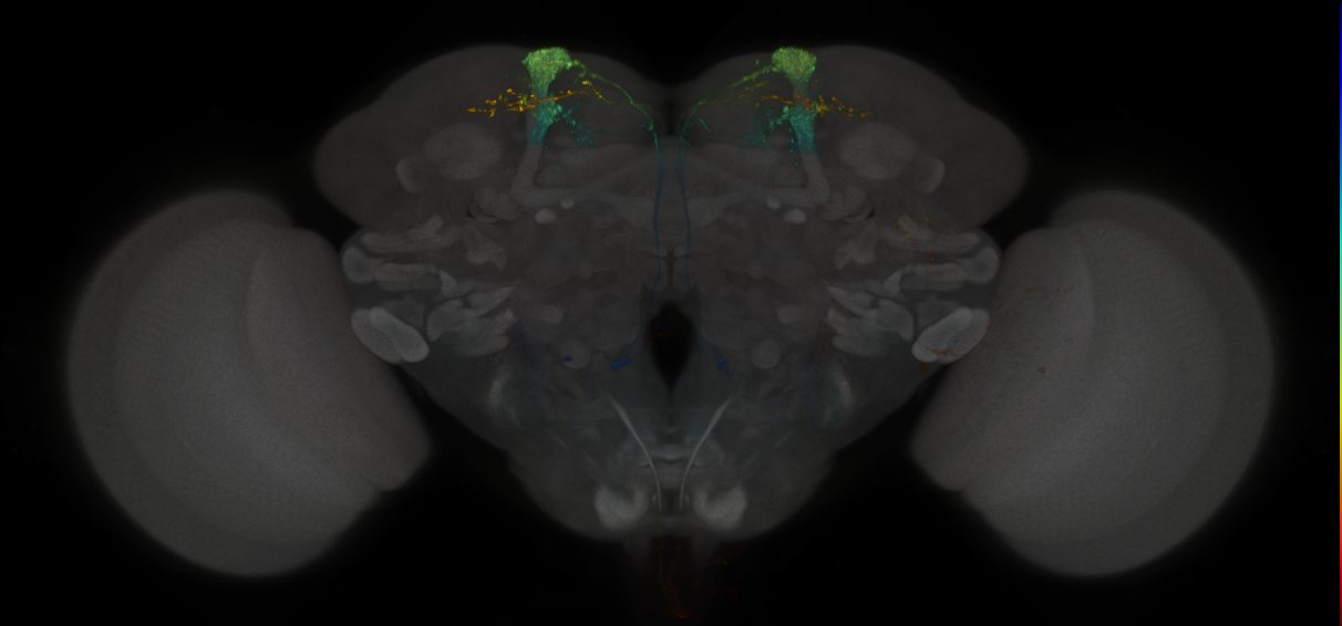 JRC_MB082C_Brain_2014_20121029_33_C4_20x