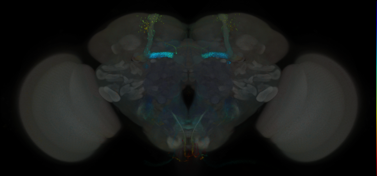P{R11C07-GAL4.DBD} ∩ P{R30E08-p65.AD} expression pattern