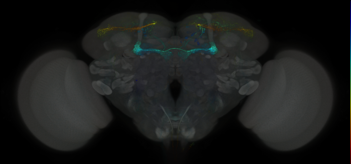 JRC_MB299B_Brain_2014_20121003_31_G3_20x