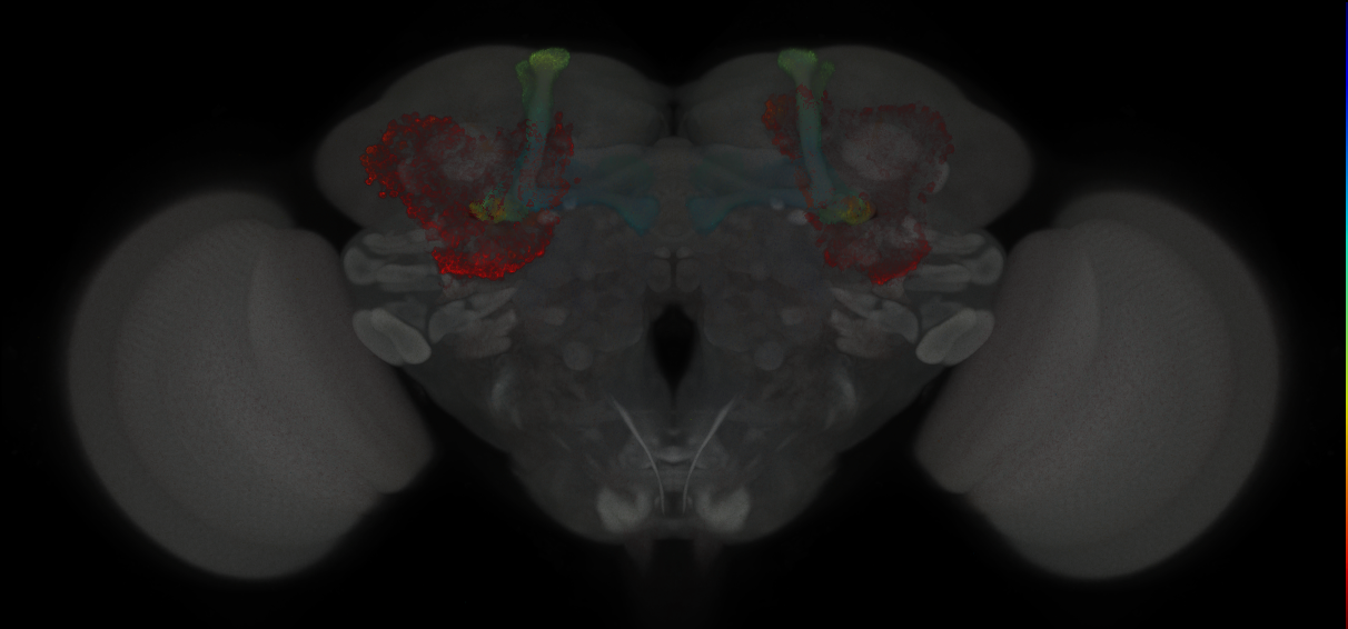 JRC_MB417B_Brain_2014_20121213_31_C3_20x