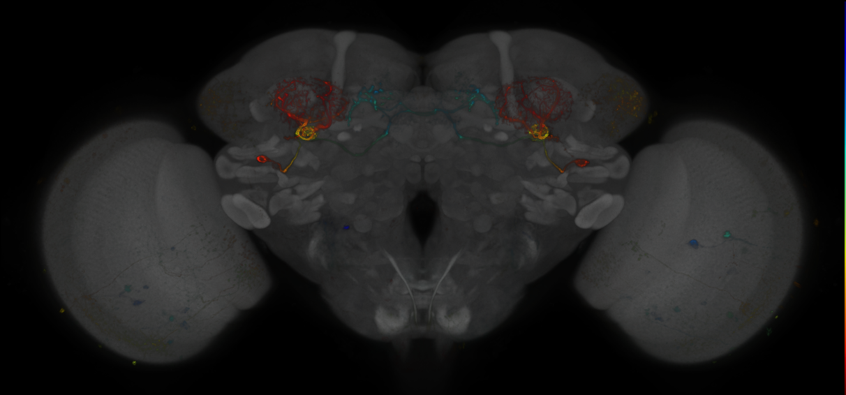 JRC_MB242A_Brain_2014_20130123_31_A3_20x