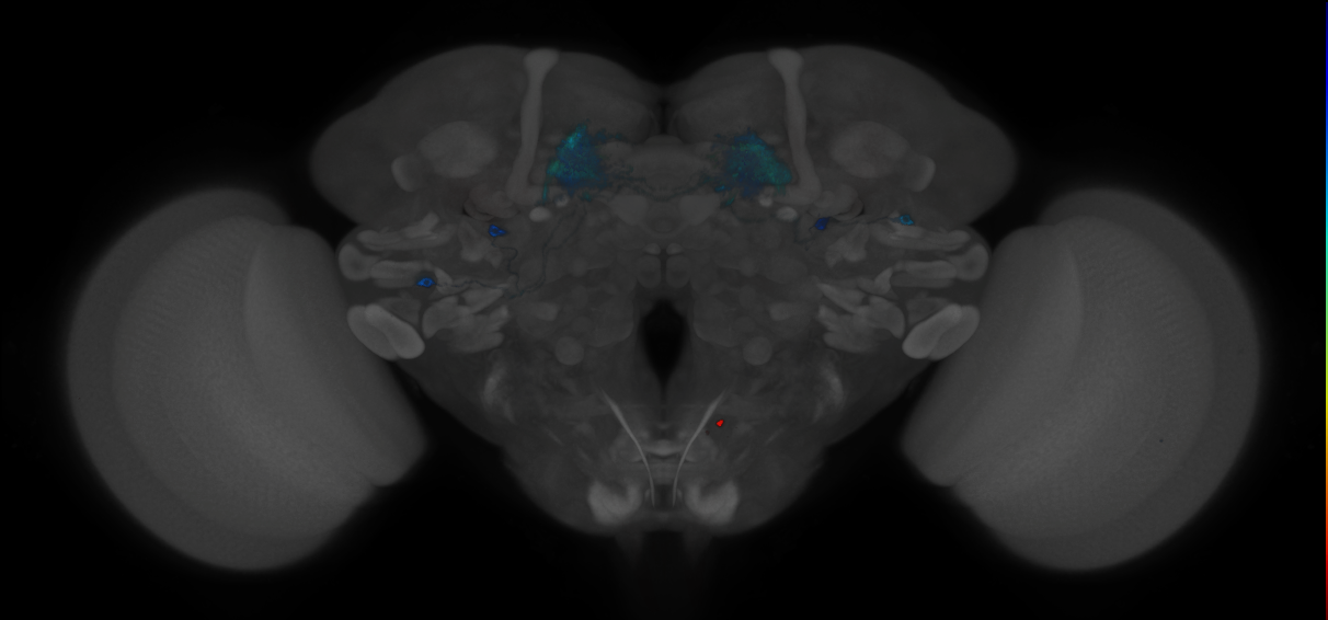 JRC_MB083C_Brain_2014_20121208_32_E1_20x