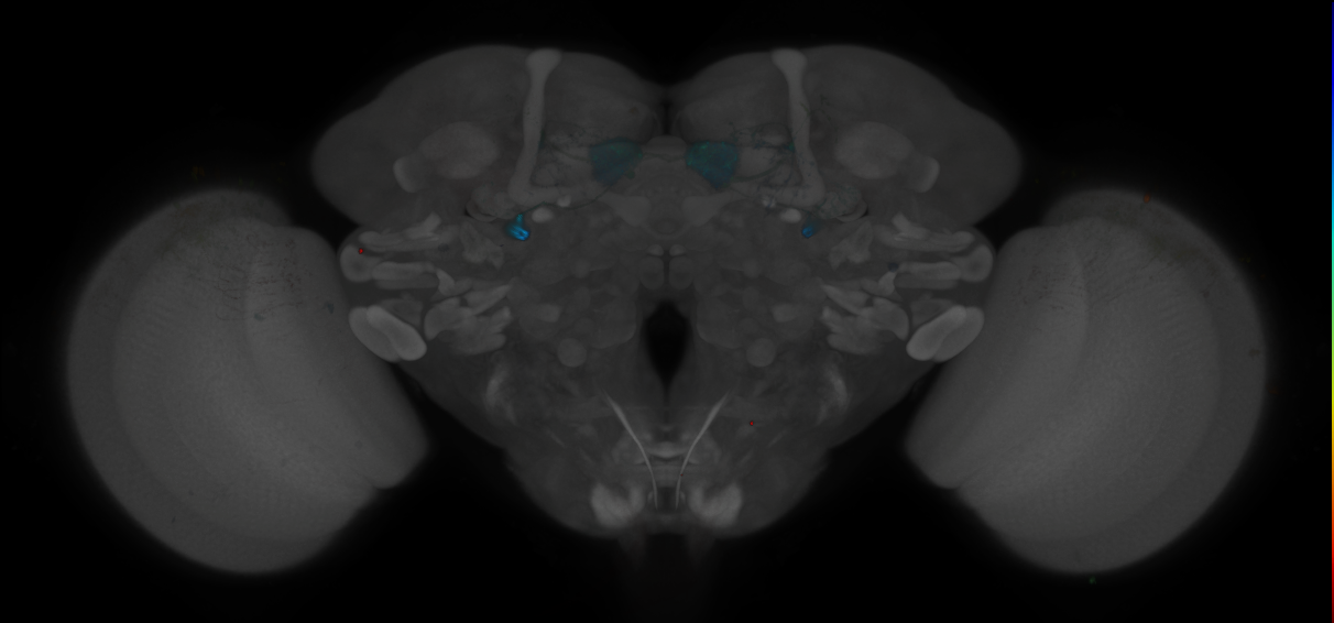 JRC_MB298B_Brain_2014_20121208_32_G2_20x