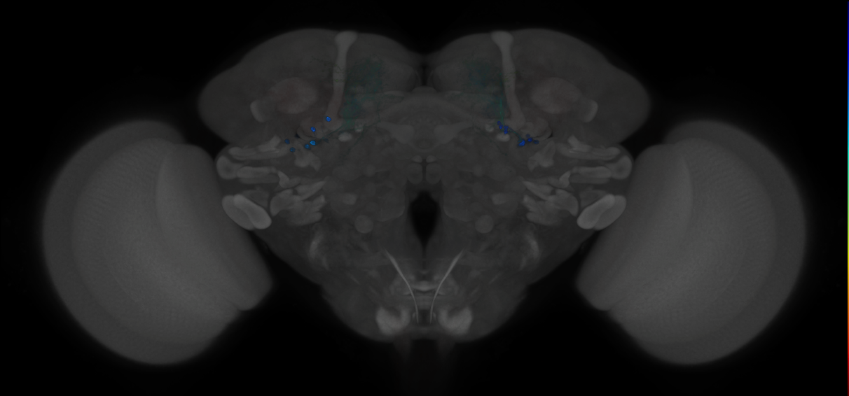 JRC_MB057B_Brain_2014_20121217_31_D3_20x