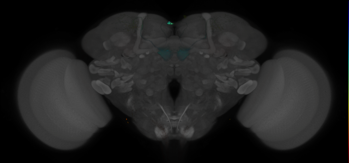 JRC_MB399B_Brain_2014_20121217_31_G3_20x