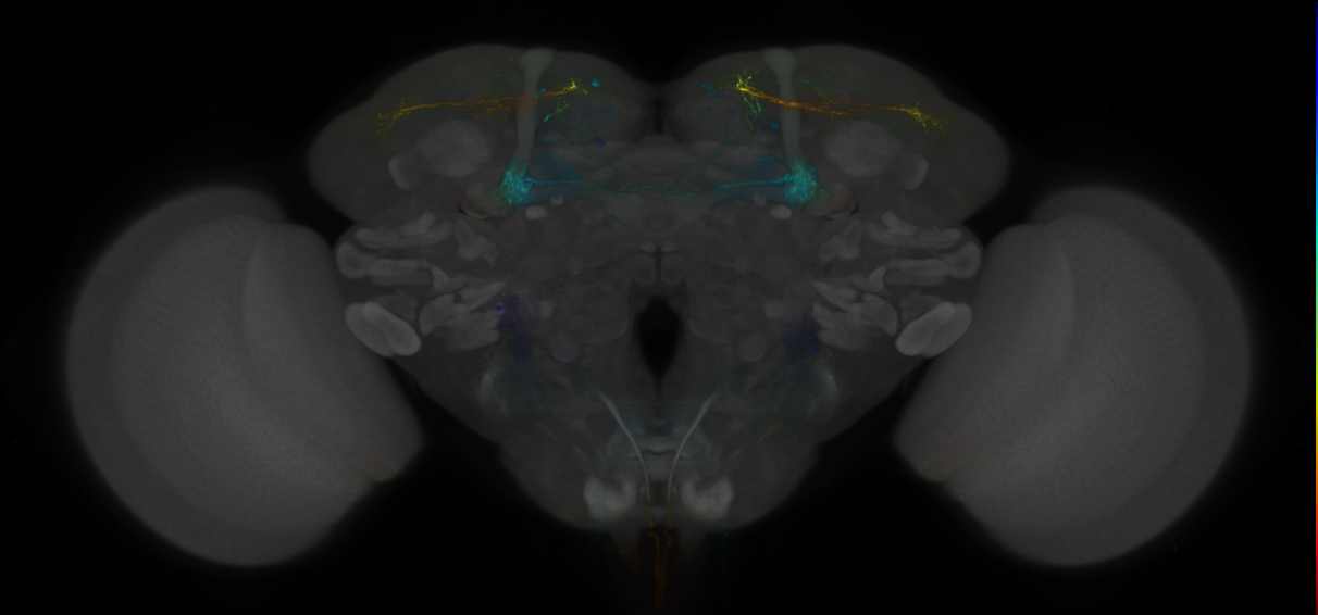 JRC_MB043C_Brain_2014_20121127_32_E1_20x