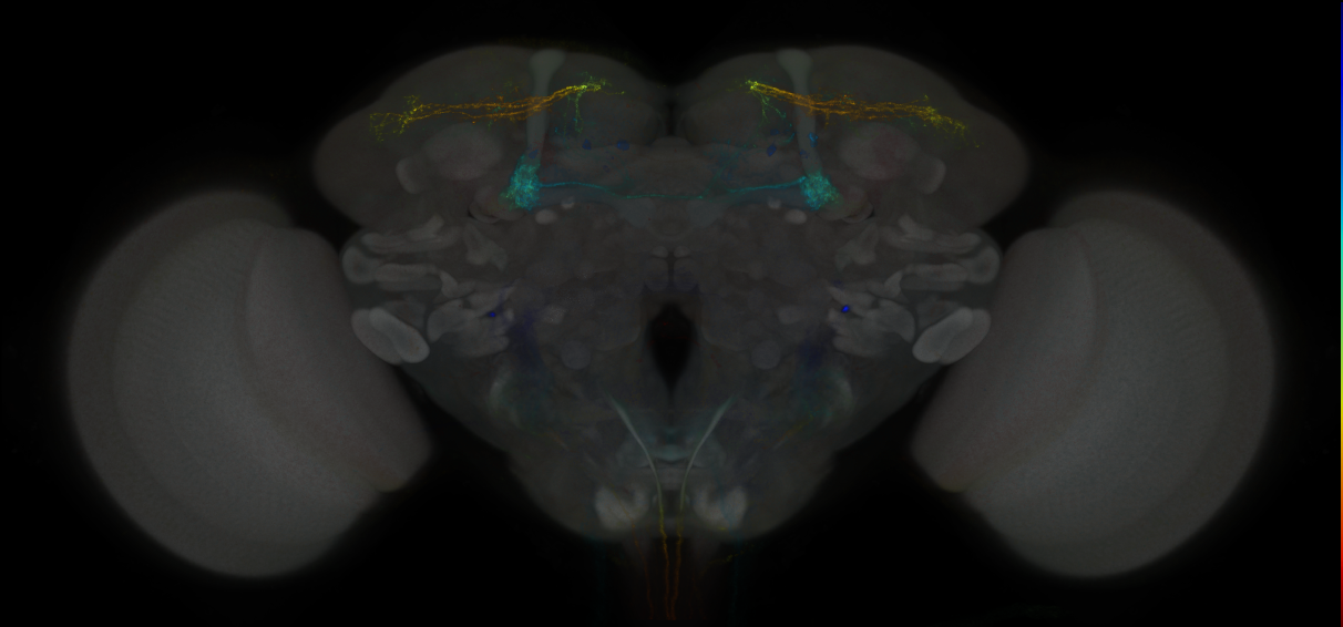 JRC_MB043C_Brain_2014_20121127_32_E2_20x