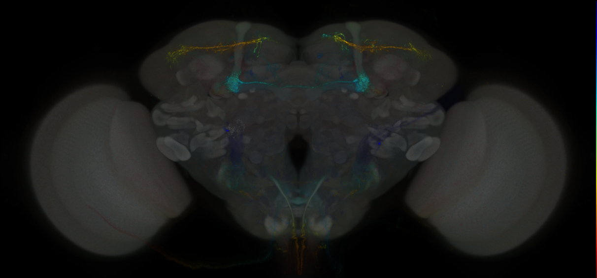 JRC_MB043C_Brain_2014_20121127_32_E4_20x