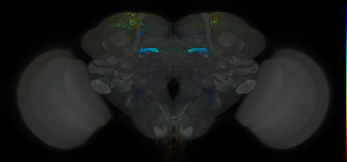 JRC_MB063B_Brain_2014_20130213_32_H2_20x