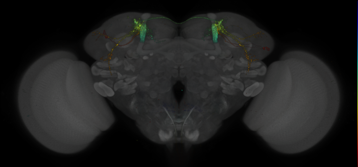 JRC_MB549C_Brain_2014_20131222_31_B2_20x