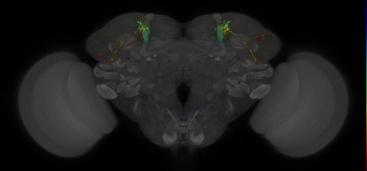 JRC_MB549C_Brain_2014_20131222_31_B3_20x