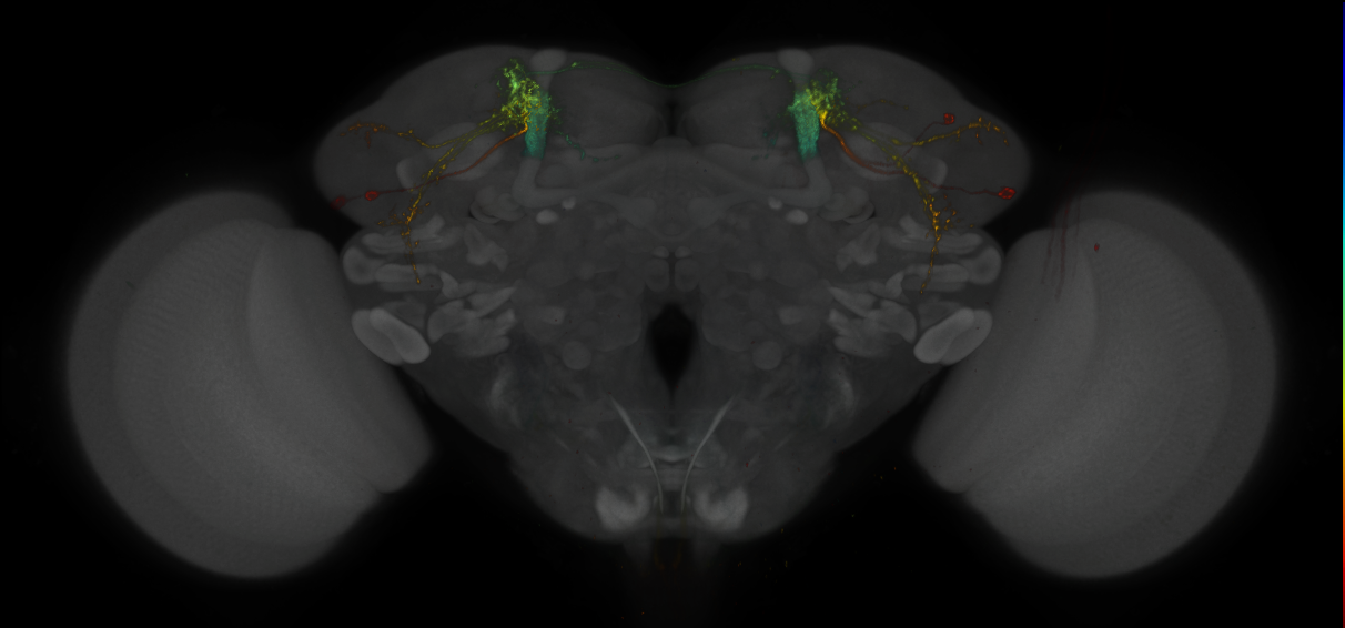 JRC_MB549C_Brain_2014_20131222_31_B4_20x