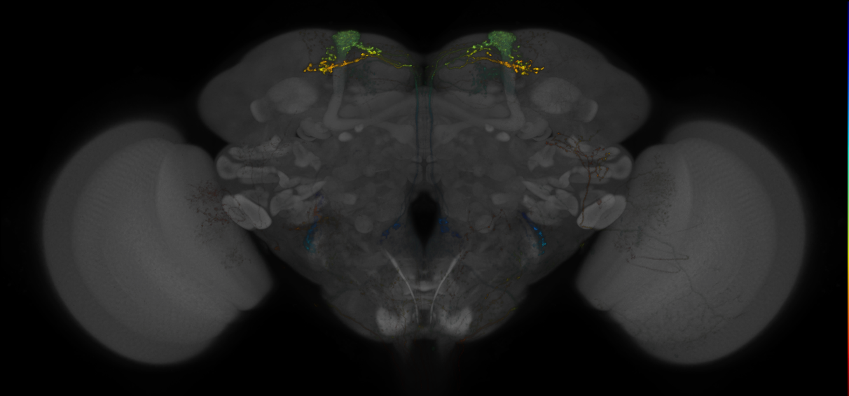 JRC_MB093C_Brain_2014_20140401_32_E3_20x