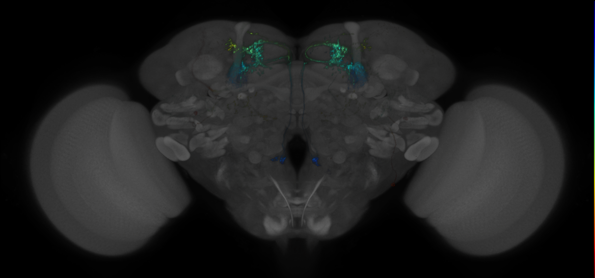 JRC_MB077B_Brain_2014_20140401_32_F4_20x