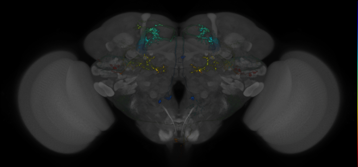 JRC_MB051B_Brain_2014_20140401_32_G4_20x
