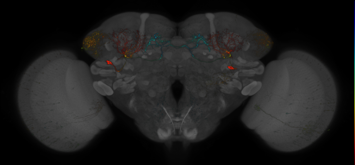 JRC_MB242A_Brain_2014_20140401_33_A2_20x