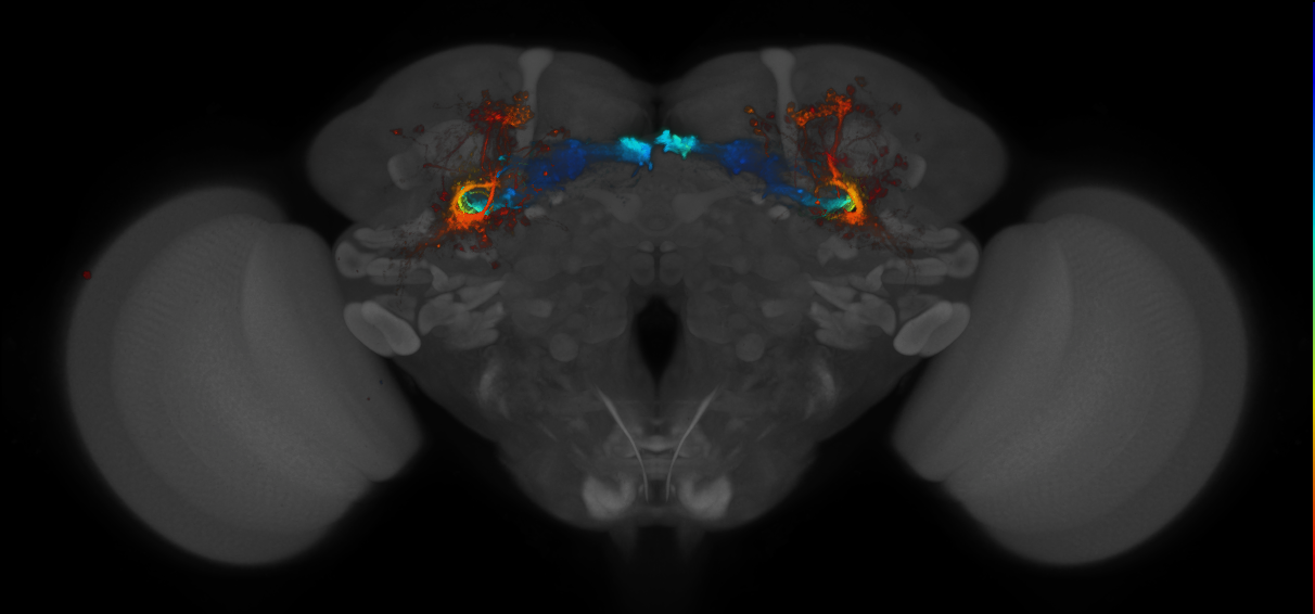 JRC_MB607B_Brain_2014_20140410_31_D3_20x