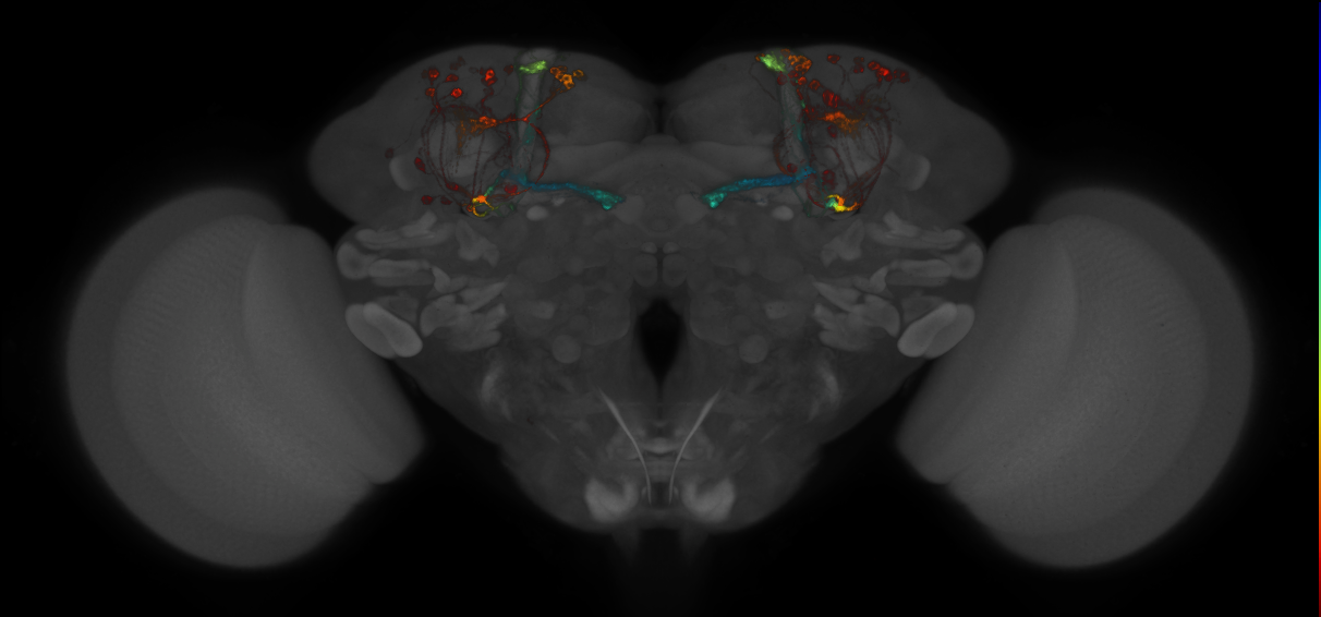 JRC_MB371B_Brain_2014_20140410_31_J1_20x