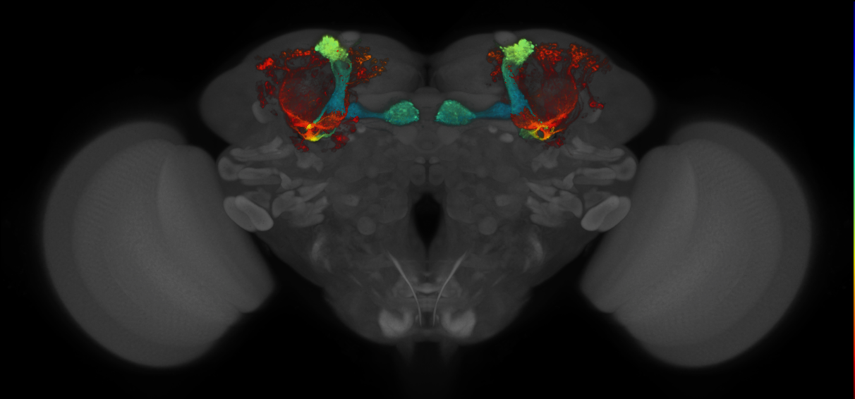 JRC_MB370B_Brain_2014_20140409_31_E1_20x