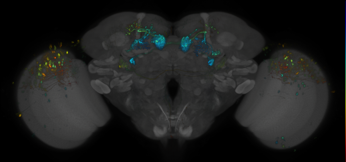JRC_MB298B_Brain_2014_20140402_31_A4_20x