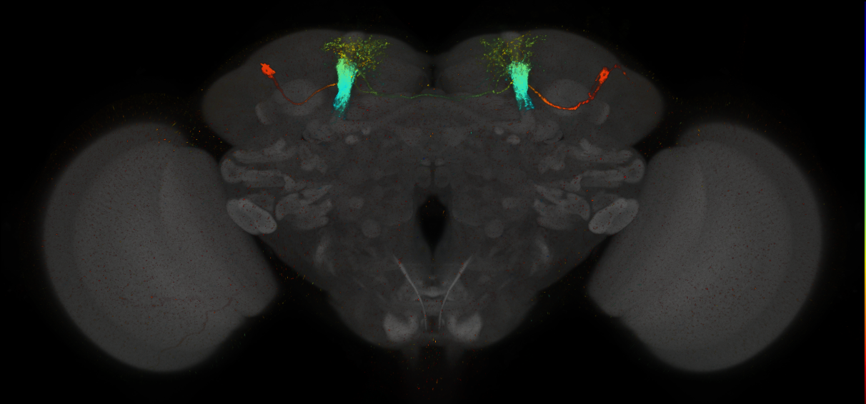 JRC_MB058B_Brain_2014_20140411_31_A5_20x