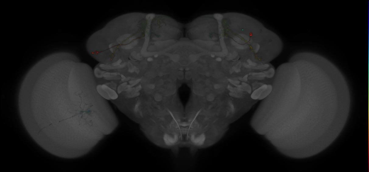 JRC_MB542B_Brain_2014_20140407_33_F2_20x