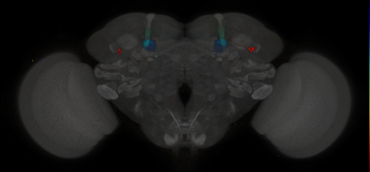 JRC_MB296B_Brain_2014_20140411_31_B4_20x