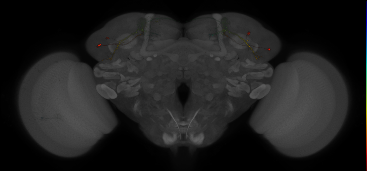 JRC_MB542B_Brain_2014_20140407_33_F4_20x