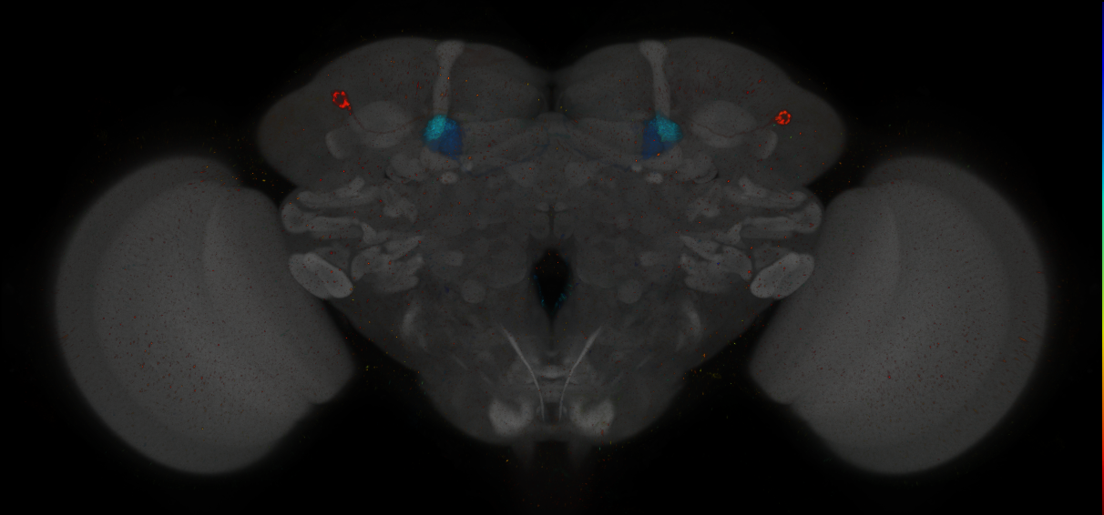 JRC_MB296B_Brain_2014_20140411_31_B5_20x