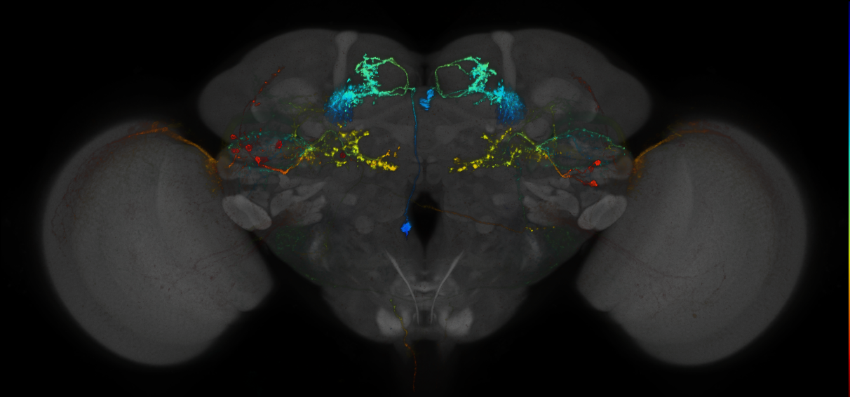 JRC_MB051C_Brain_2014_20140408_31_I2_20x