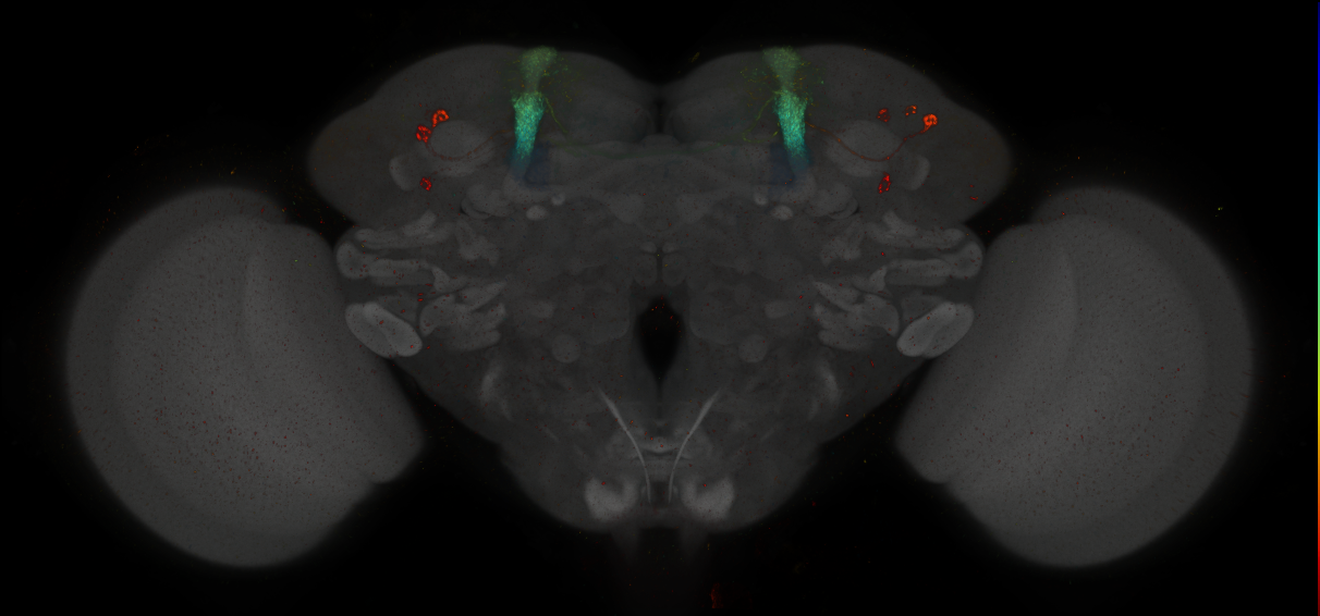 JRC_MB060B_Brain_2014_20140411_31_G4_20x
