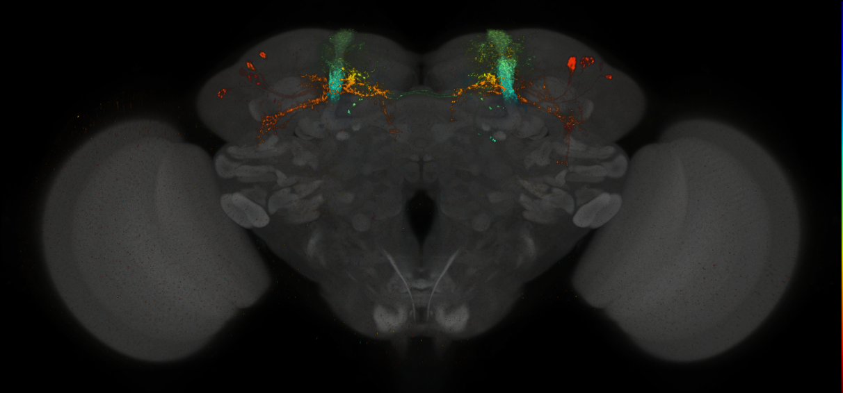 JRC_MB065B_Brain_2014_20140411_32_A4_20x