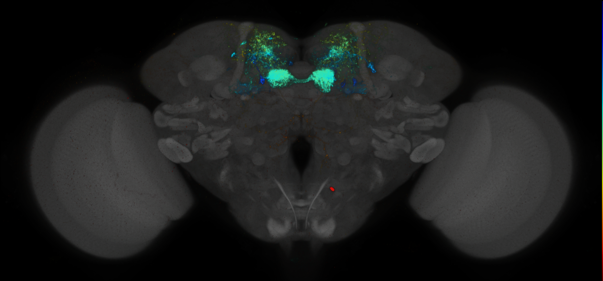 JRC_MB047B_Brain_2014_20140414_31_C3_20x