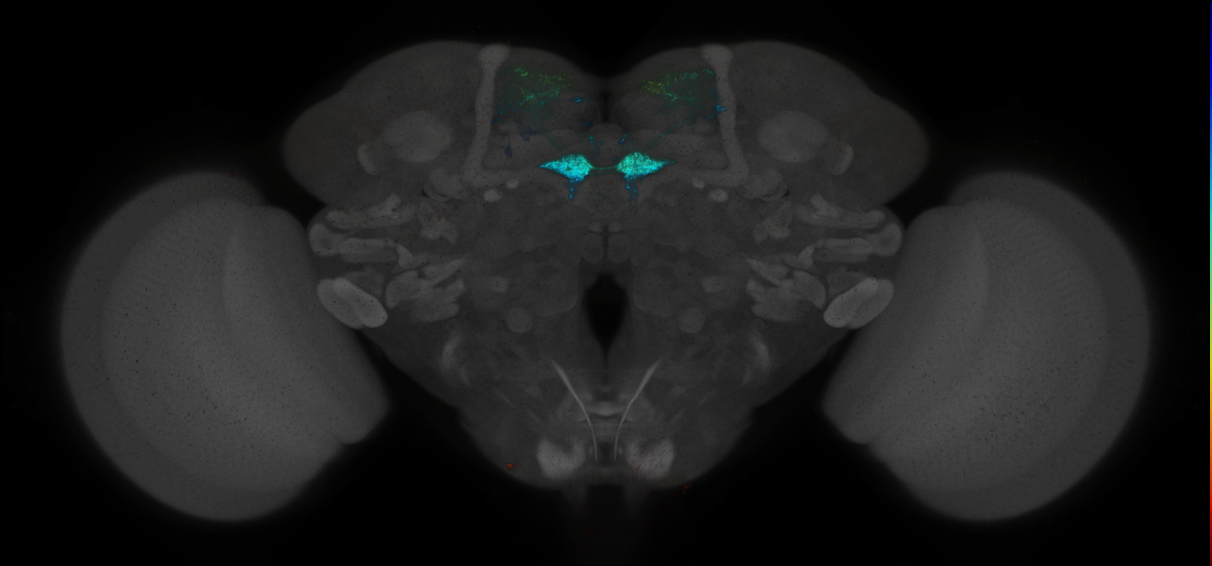 JRC_MB109B_Brain_2014_20140414_31_E3_20x