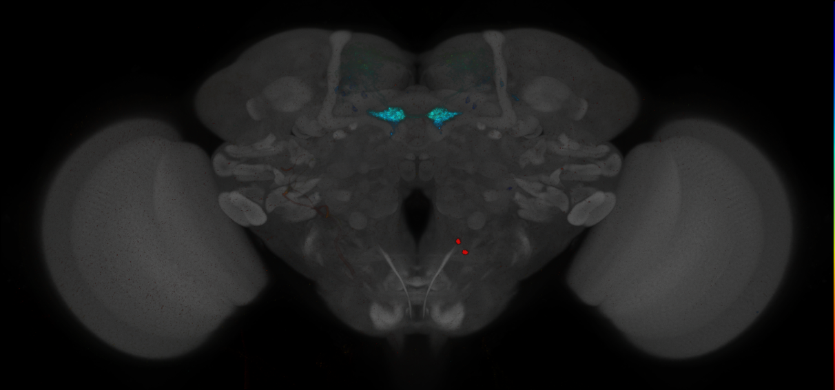 JRC_MB109B_Brain_2014_20140414_31_E4_20x