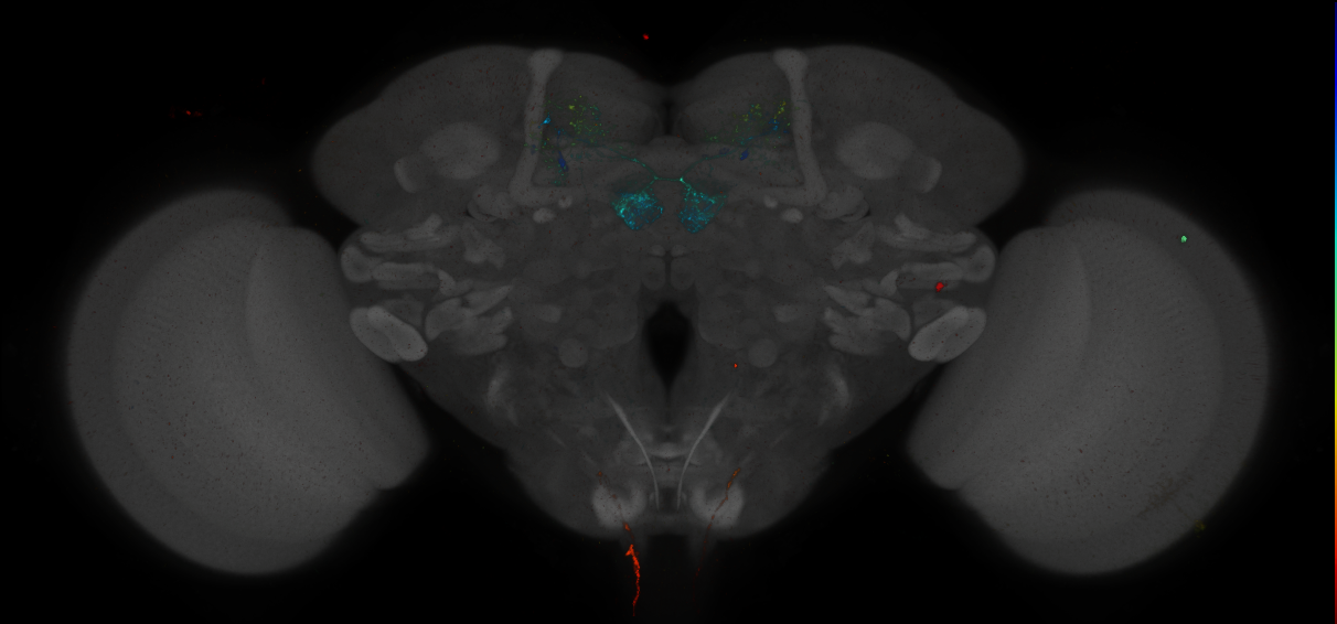 JRC_MB301B_Brain_2014_20140414_32_B2_20x