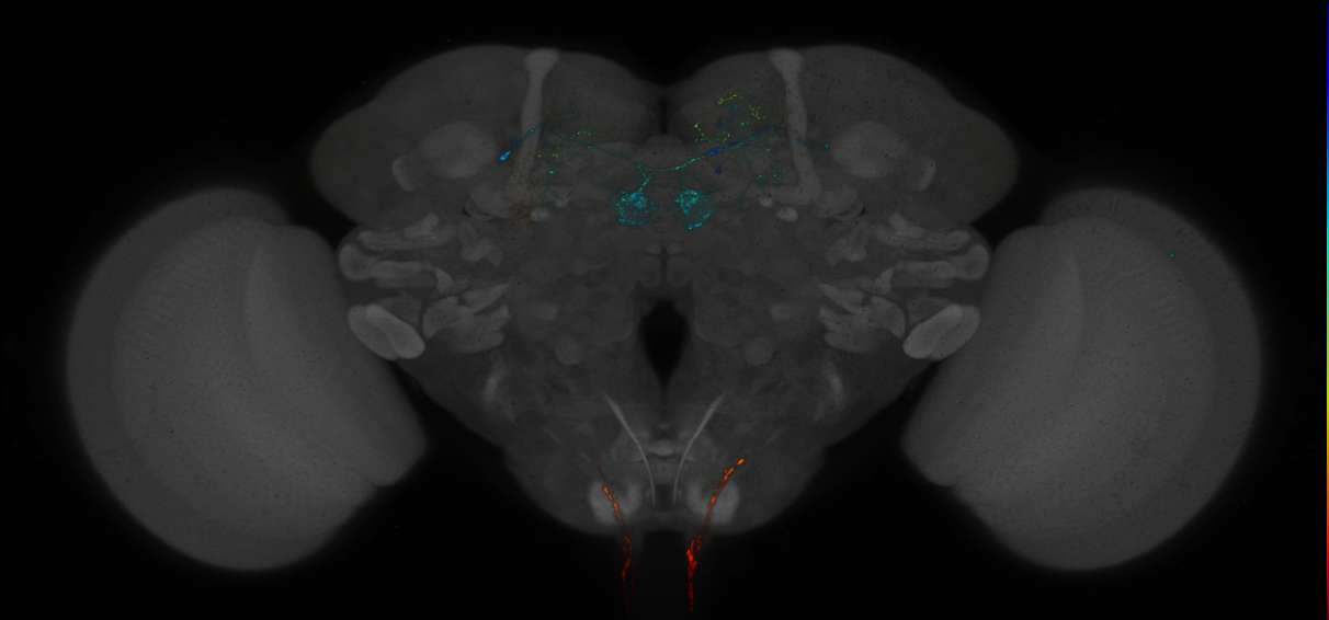 JRC_MB301B_Brain_2014_20140414_32_B4_20x